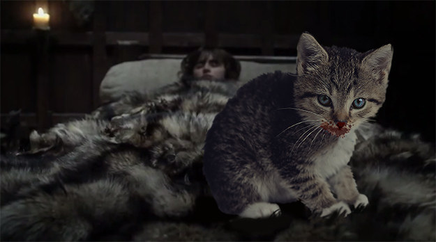 Kittens to defend them.