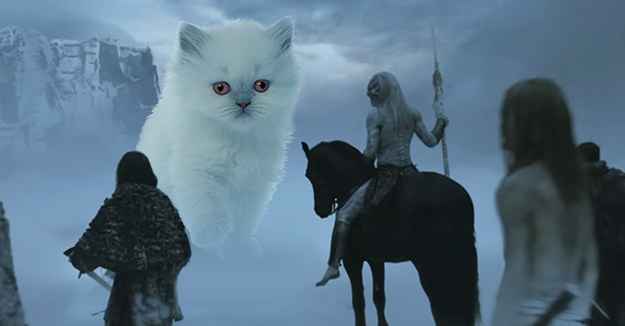 A kitten for the White Walkers!