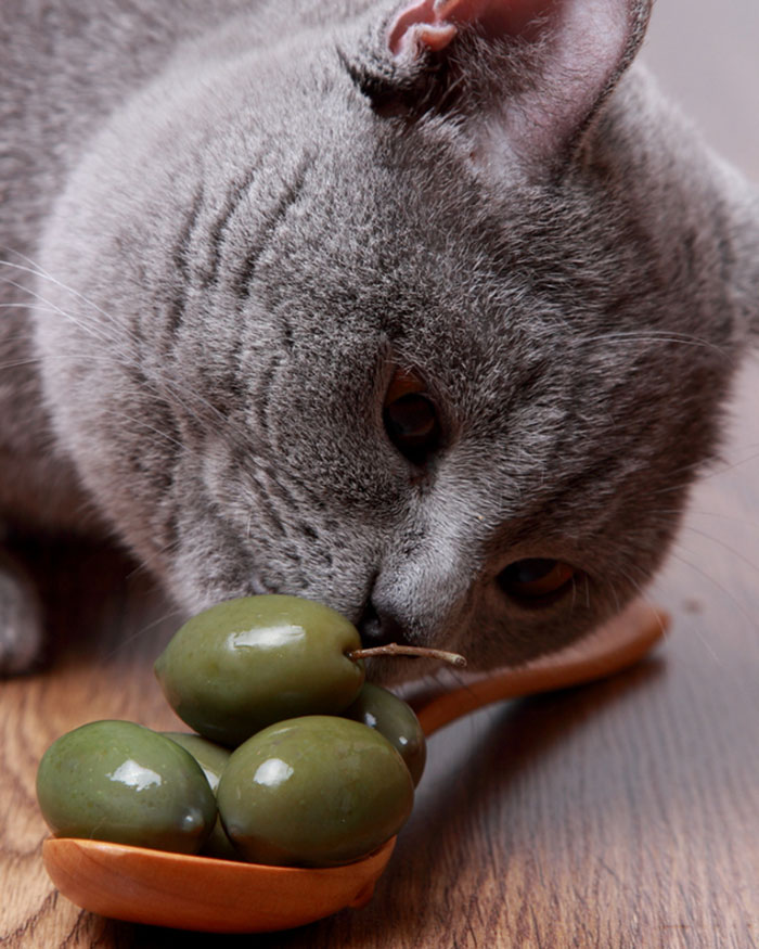 Olives And Curious Cat
