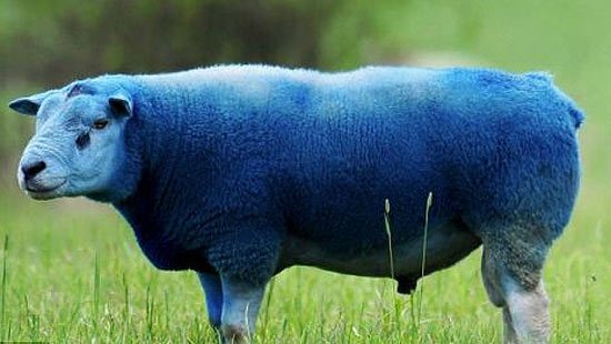 blue-sheep