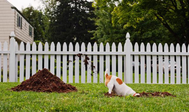 Dog digging hole in front yard - PM Images/The Image Bank/Getty Images