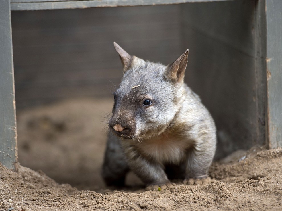 Why are you being shy, baby wombat?