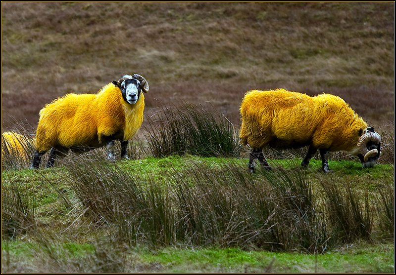 Orange Sheep! - Tweedsmuir, Scottish Borders