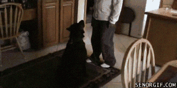 dog walking backwards