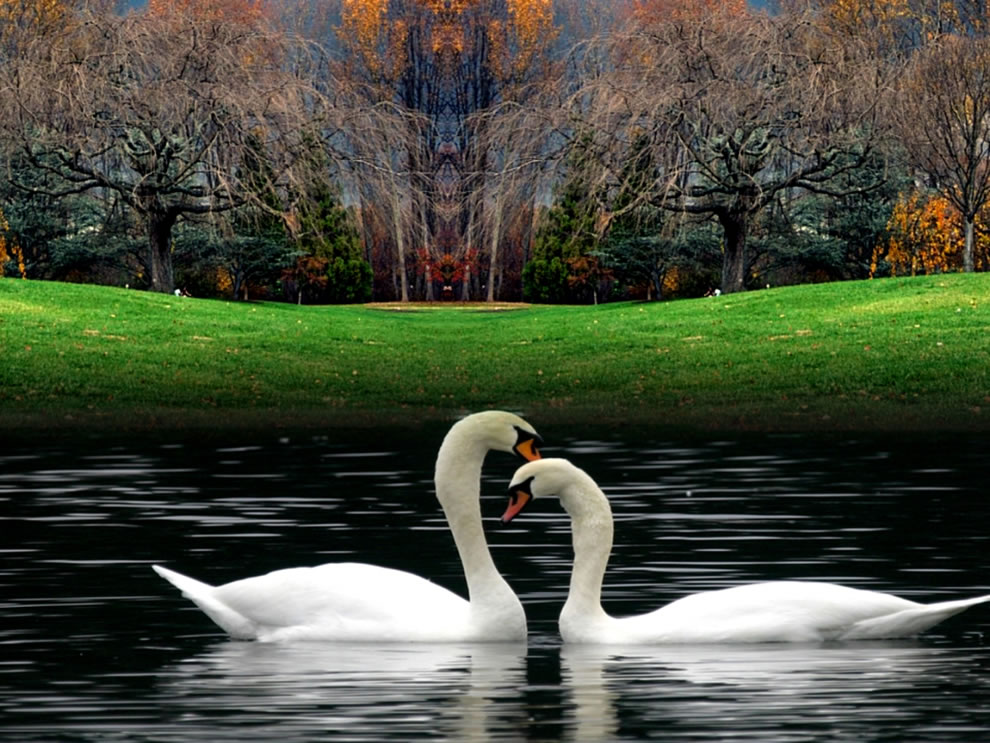 Fall swans in lake at autumn