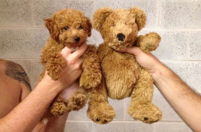 teddy bear dog 1