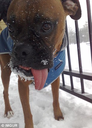 The apparent cold isn't enough to stop this dog leaving its tongue dangling out of the side of its mouth