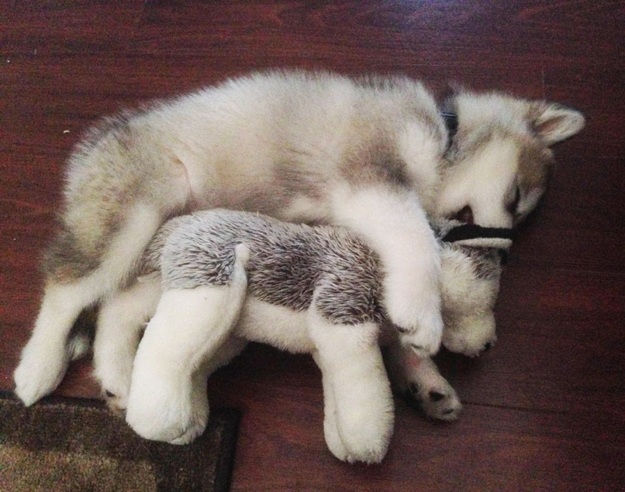 malamute-luca-dog-toy-forever-karissa-lerch-7