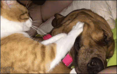 28 Animal GIFs Guaranteed To Make Your Worries Disappear