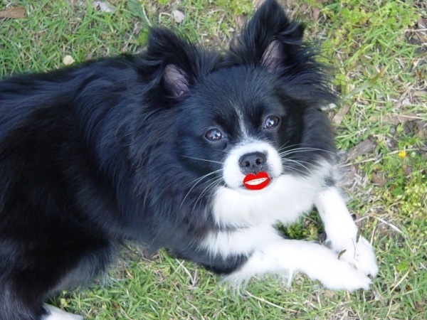 Sexy Dog