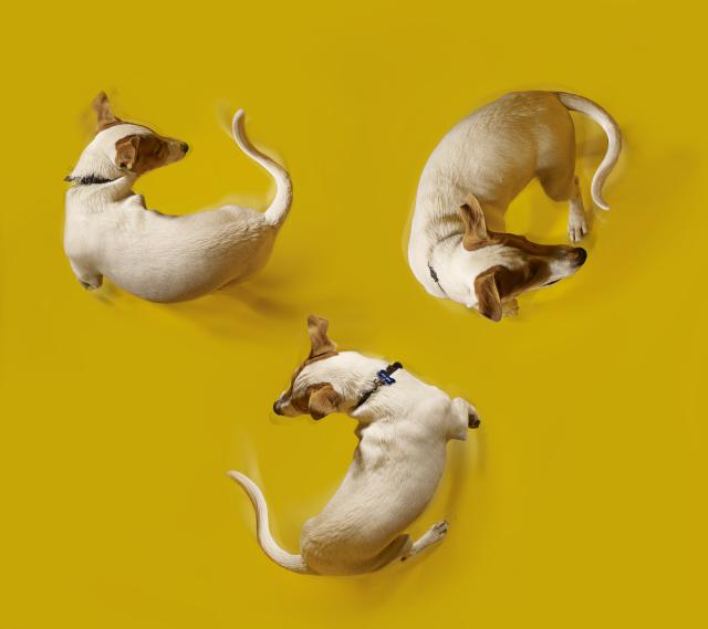 dog chasing tail - Gandee Vasan/ Stone/Getty Images