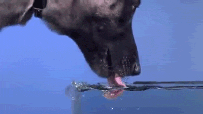drinking dogs