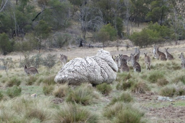 Members of the public have been reporting the presence of a huge, unshorn sheep on the border of Canberra and NSW for weeks, and yesterday RSPCA officers were finally able to capture it.