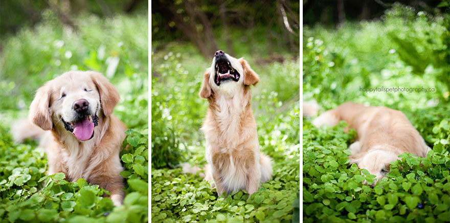 smiley-blind-therapy-dog-golden-retriever-stacey-morrison-1