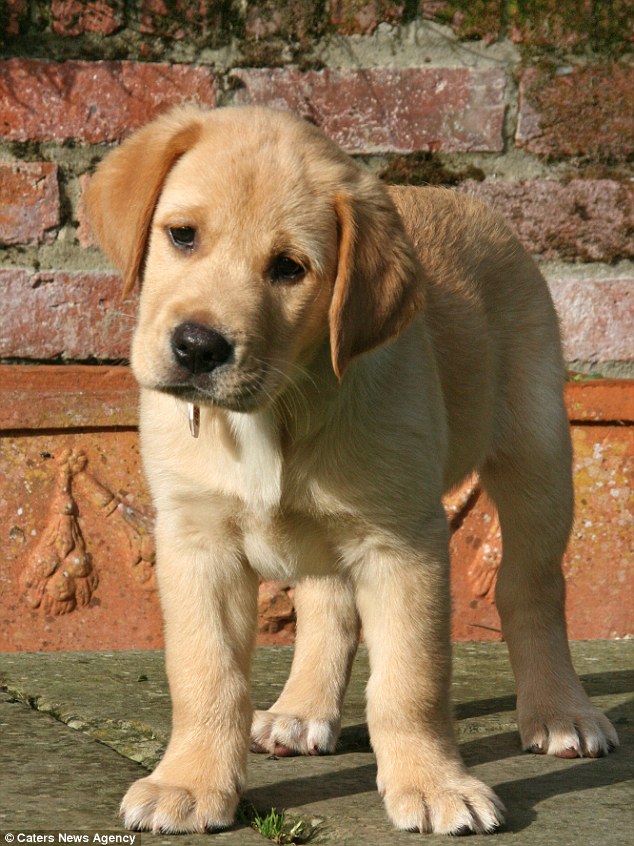 Griffin, pictured at nine weeks' old, has learned how to complete simple tasks through Ms Syversten's home