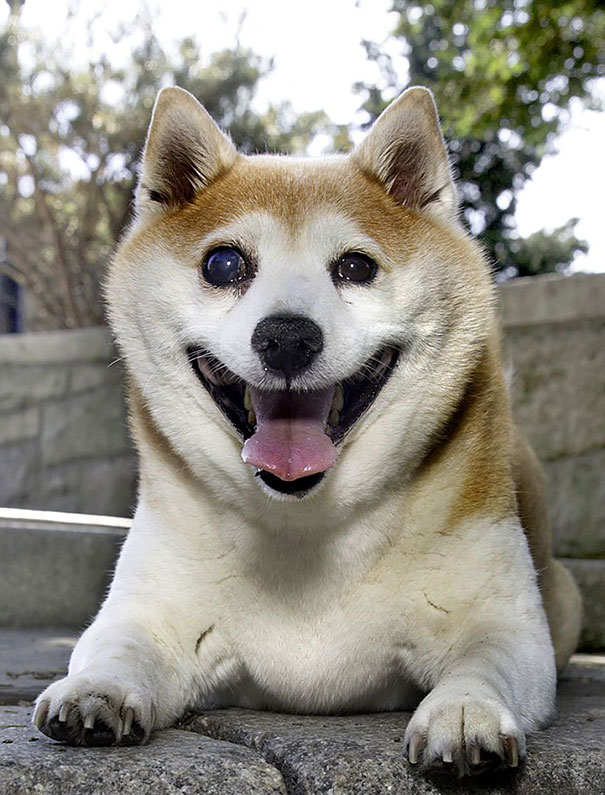 happiest-smiling-dog-shiba-inu-cinnamon-2
