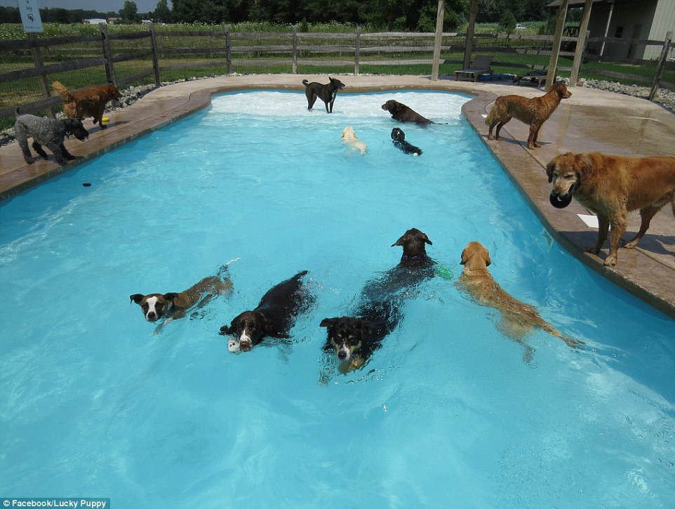 Doggy paddle: This trio of canines like it in the deep end as they swim another lap