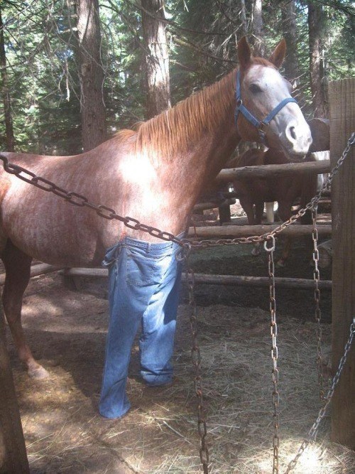 This horse in the hottest jeans of the season.