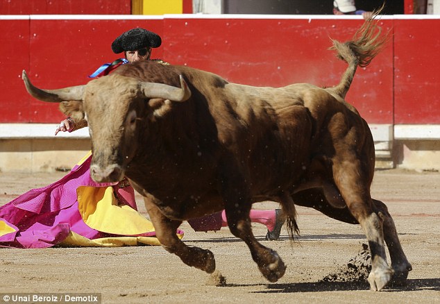 Unstoppable: Bullfighting was first banned in Catalonia, after a vote was held in July 2010