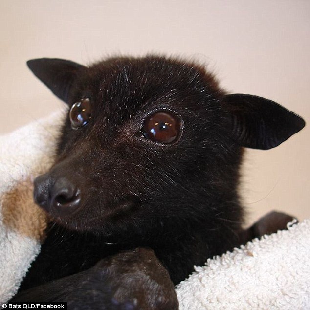 Bats about Johnny! Fifi was taken to the Pirates Of The Caribbean set earlier in May and met Johnny during his lunch break. Ashley described Johnny as 'very nice' and said 'he fell in love' with the bats
