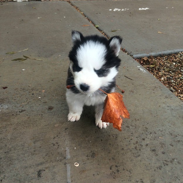 And if none of that helps, then this puppy is prepared because he picked this leaf especially for you.