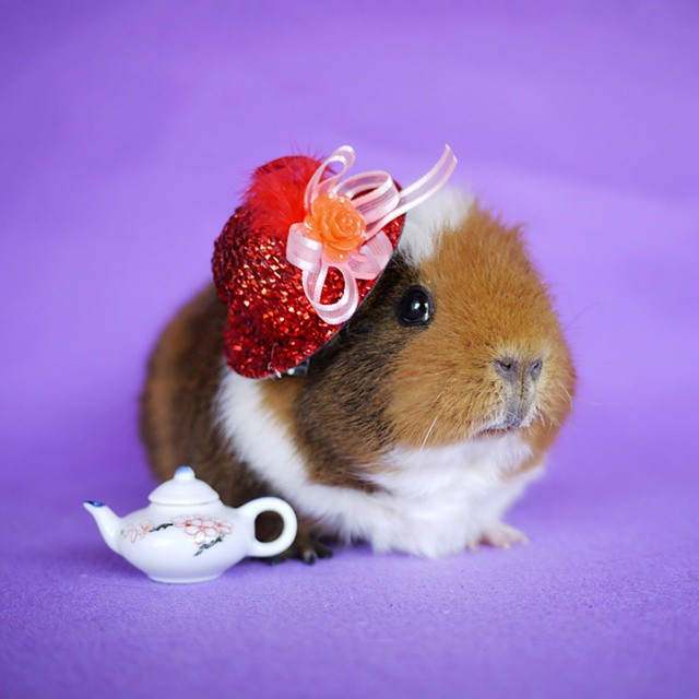 cute-hamster-costumes-fuzzberta-instagram-21