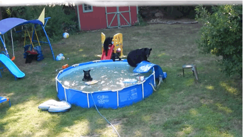 This Mother And Her Cubs Had An Unbearably Good Time In A Backyard Pool