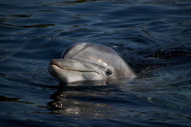 A dolphin saved a drowning teenage boy who fell off a boat in the Adriatic Sea.