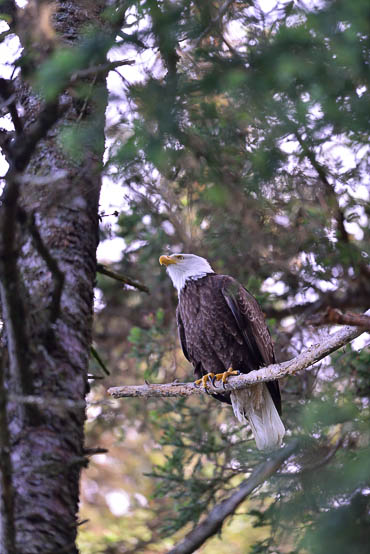 Bald Eagle Alaska