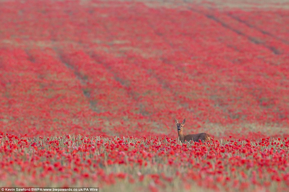 In this image award winning Kevin Sawford captured a roe deer in Suffolk in the middle of a field of bright red poppies