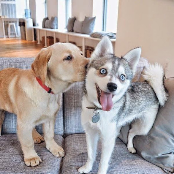 Or give a surprise smooch!