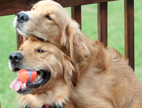 Dog Action