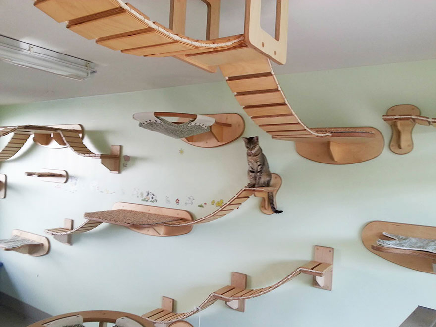 cool-cat-furniture-floating-playground