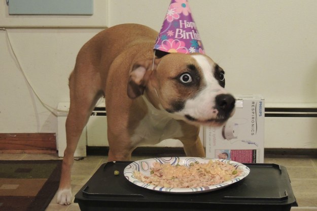 And finally, this dog who is somehow mortified by some pasta and a birthday celebration.