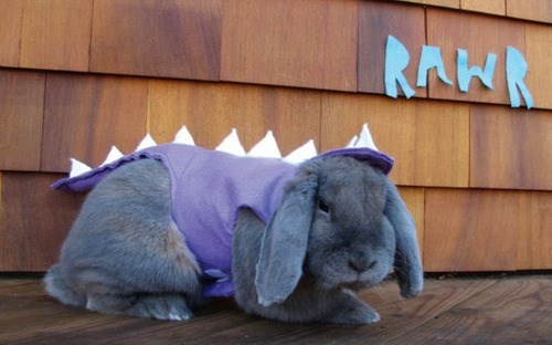 costume,pets,list,halloween,cute,dinosaurs,costumed critters