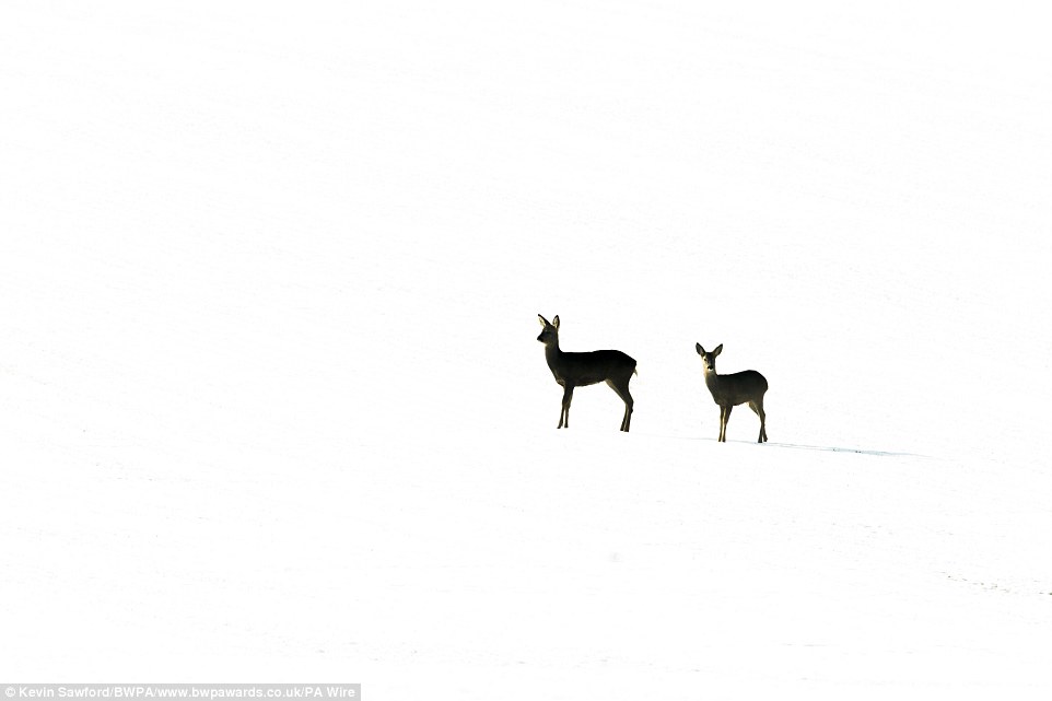 This snap of roe deer in the snow in Suffolk taken by Kevin Sawford was ranked number one in the British Seasons section