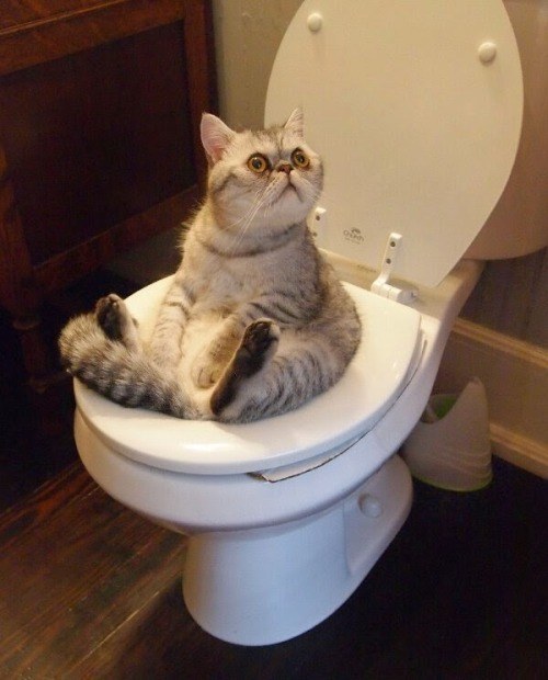 This cat hanging out on the toilet.