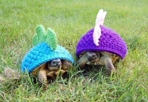 costume,pets,list,halloween,cute,dinosaurs,costumed critters