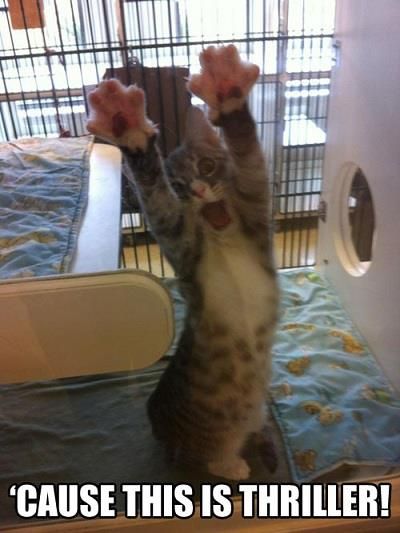 Crazy cat doing something which is very thrilling. Will you like to join him?