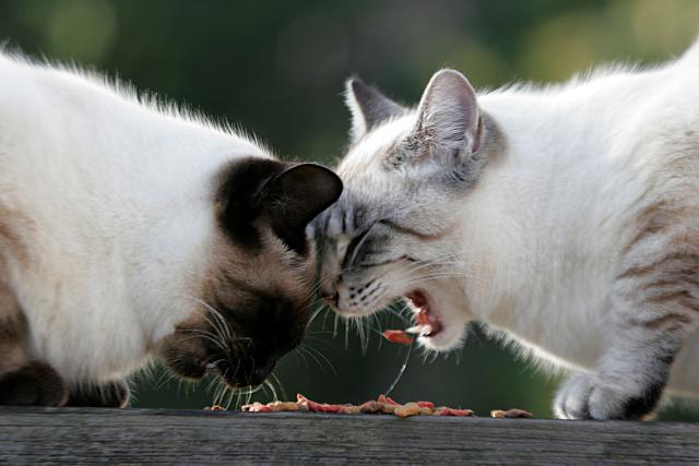 Photo of House Cats Competing Over Meal - photo © Getty / Charles Briscoe-Knight