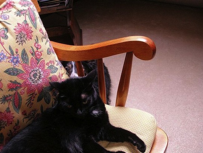 cats_dogs_25