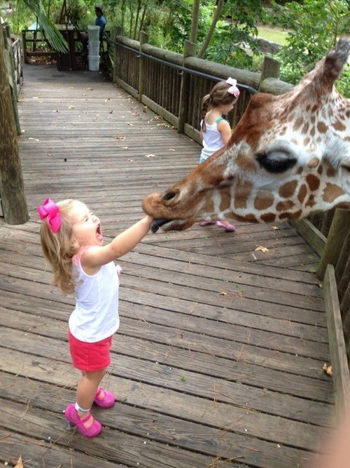 This giraffe who got a little too fresh.