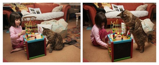 Thula the therapy cat is never far from her human's side.