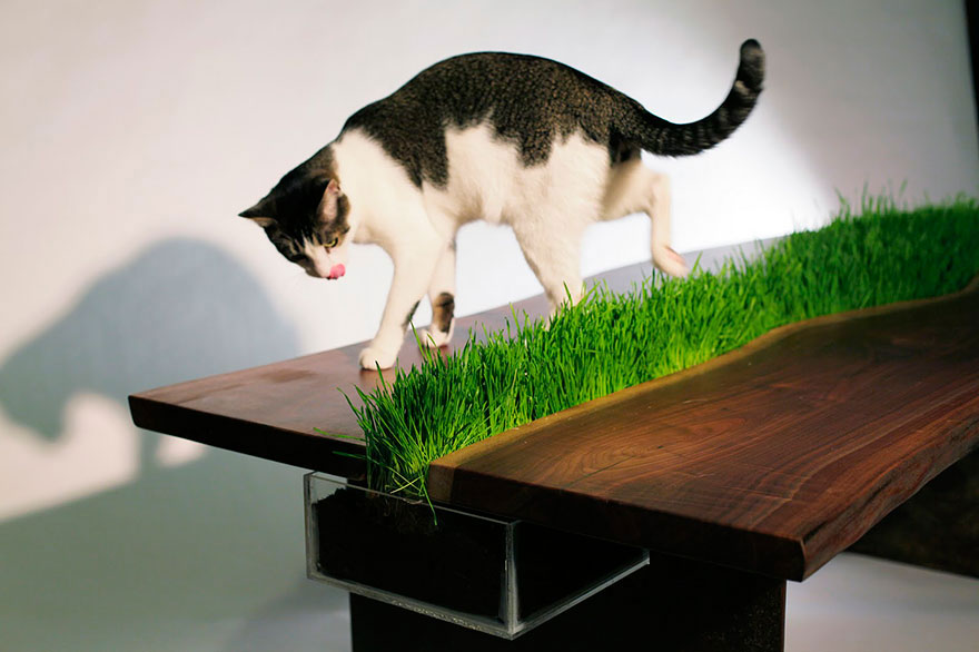 cool-cat-furniture-grass-table