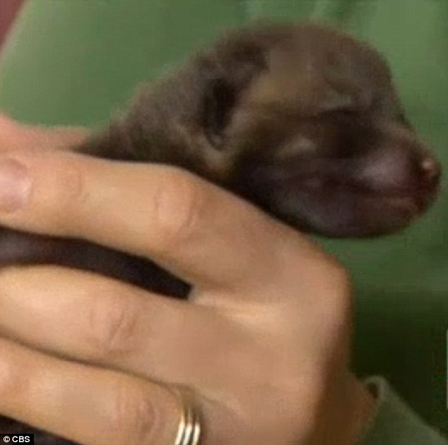 So cute: The tiny critter is only about one-week-old. His eyes are yet to properly open