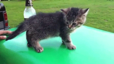 29 Reasons Adult Cats Are Actually Better Than Kittens