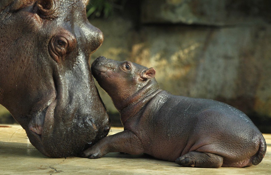20 животных, которые знают, что мамина любовь — самая сильная животные, любовь, мама
