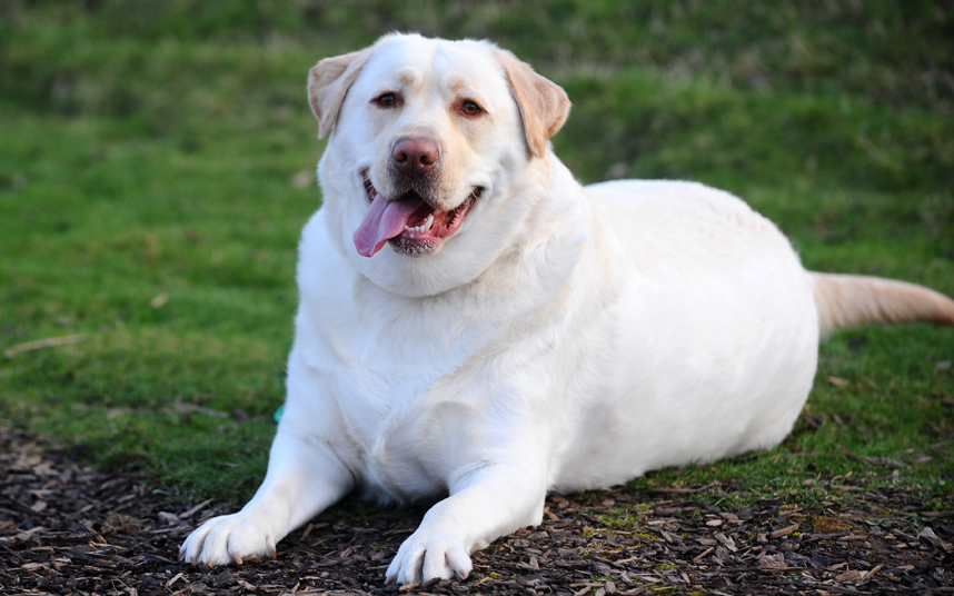 Duke (M, 2)Breed: LabradorCurrent weight: 61kgIdeal weight: 30kg106% overweight
