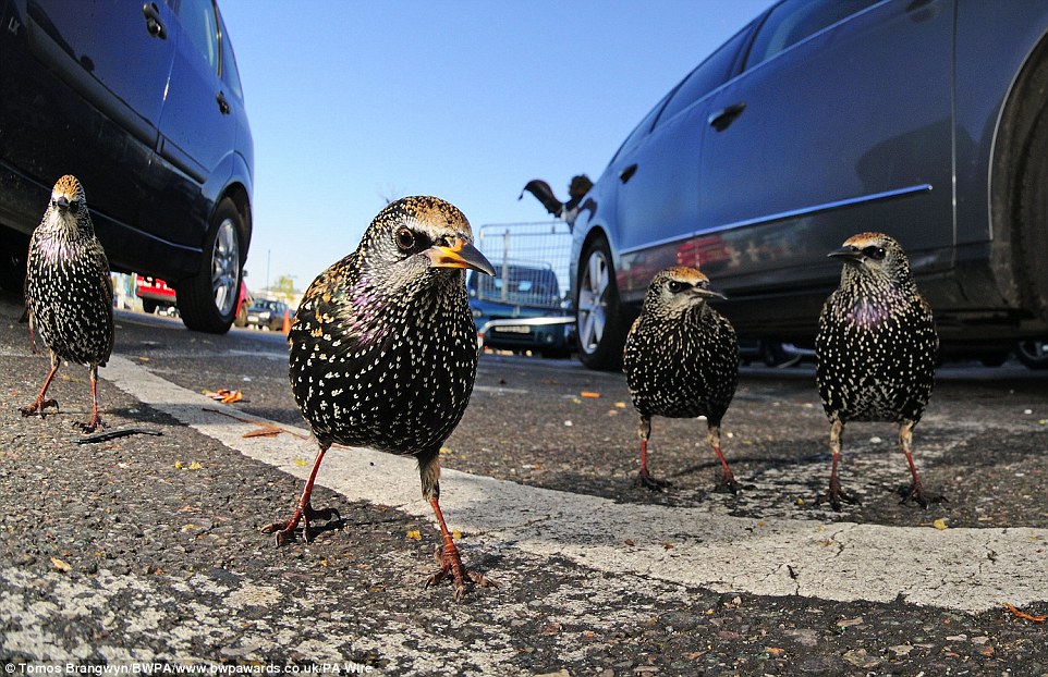 Tomos Brangwyn topped the Urban category at this year’s British Wildlife Photography Awards for this image of a gang of starlings in a London car park