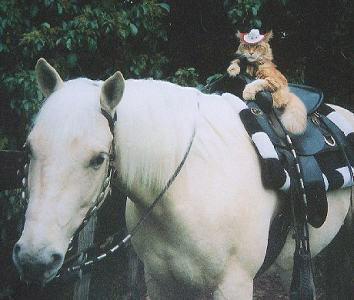 Cat-Riding-a-Horse
